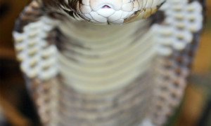 Naja kaouthia - kobra monoklowa