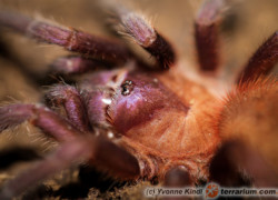 Citharacanthus cyaneus – ptasznik