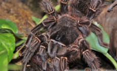 Lasiodora spp. – ptaszniki olbrzymie