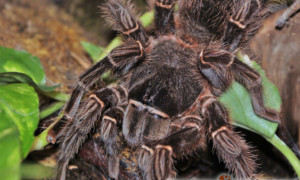 Lasiodora spp. – ptaszniki olbrzymie