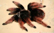 Brachypelma klaasi – ptasznik