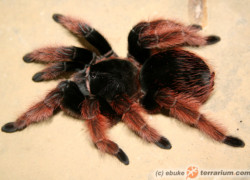 Brachypelma klaasi – ptasznik