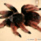 Brachypelma klaasi – ptasznik