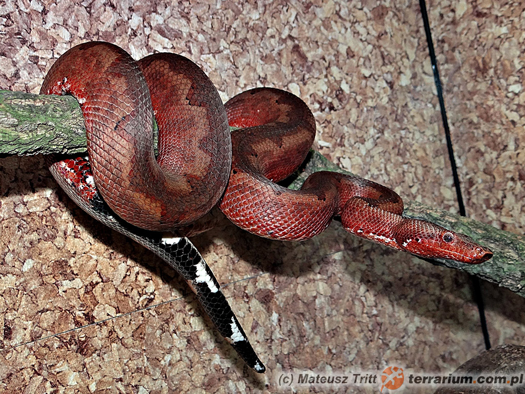 Candoia paulsoni paulsoni