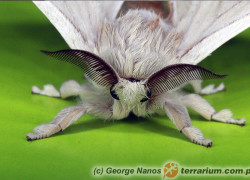 Bombyx mori – jedwabnik morwowy