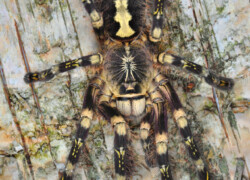 Poecilotheria subfusca – ptasznik