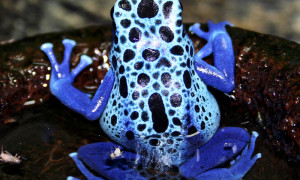 Dendrobates azureus