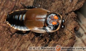 Lucihormetica verrucosa – karaczan świetlikowy