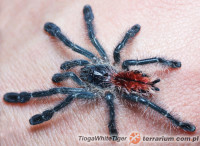 Avicularia sp. 'Amazonica Manaus’ – ptasznik