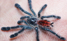 Avicularia sp. 'Amazonica Manaus’ – ptasznik