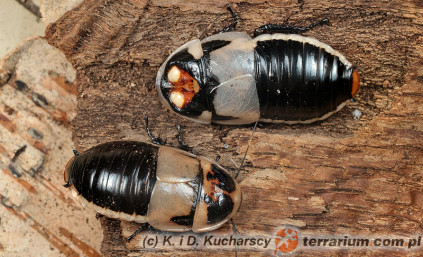Samiec i samica - Lucihormetica subcincta - karaczan świetlikowy*