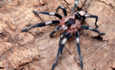 Cyriocosmus ritae – ptasznik