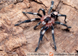 Cyriocosmus ritae – ptasznik