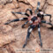 Cyriocosmus ritae – ptasznik