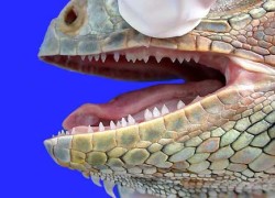 Zarys anatomii i fizjologii legwana zielonego (Iguana iguana)