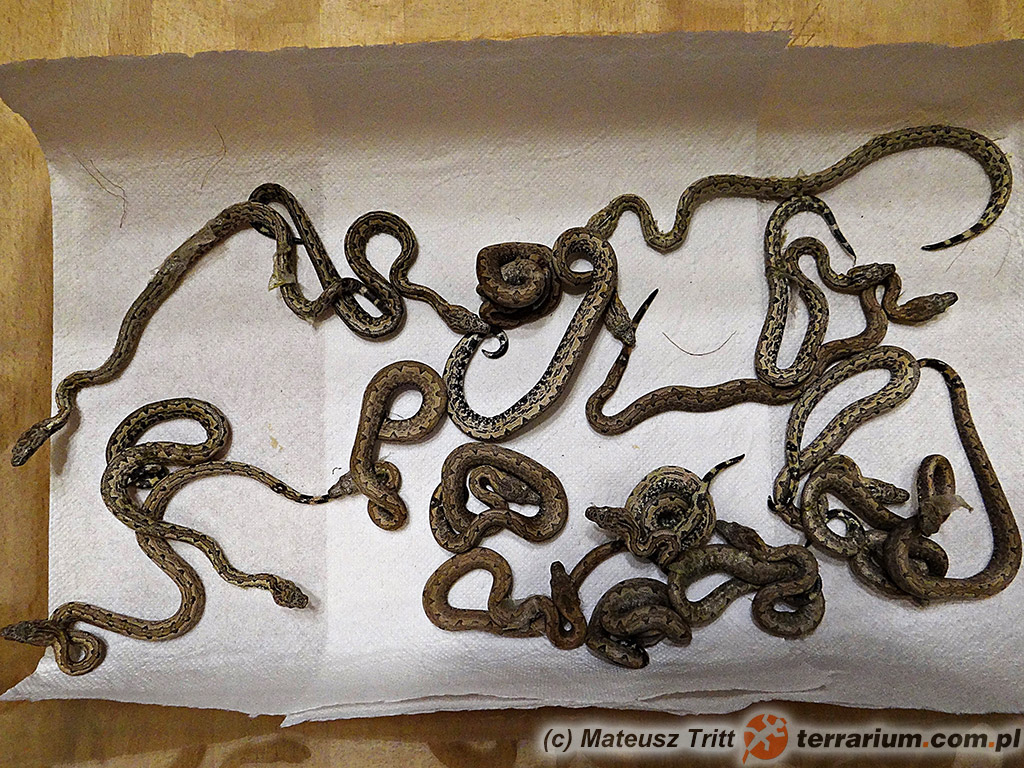 Candoia paulsoni paulsoni – młode osobniki