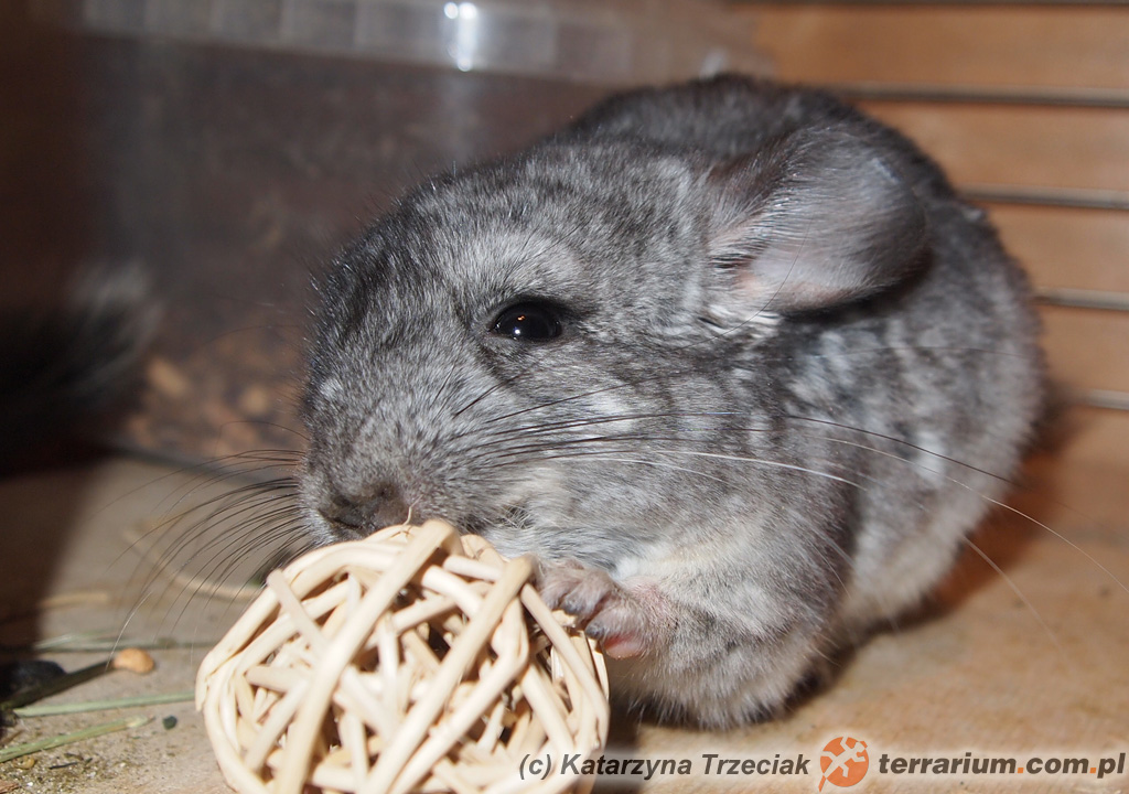 Chinchilla lanigera – szynszyla mała