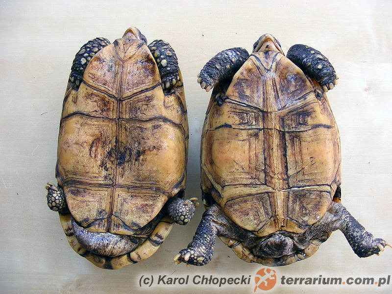 Po lewej stronie samiec, zaś po prawej samica – Kinixys belliana – żółw Bella*, zawiasek gładkobrzegi**