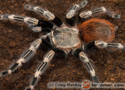 Vitalius chromatus – ptasznik