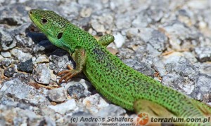 Lacerta trilineata – jaszczurka trójpręga