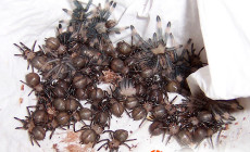 Psalmopoeus cambridgei – ptasznik trynidadzki – raport rozmnożeniowy