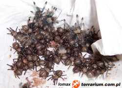 Psalmopoeus cambridgei – ptasznik trynidadzki – raport rozmnożeniowy