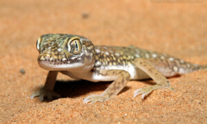 Stenodactylus petrii – gekon perełkowy