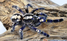 Wprowadzono zmiany na liście CITES (sierpień 2019)