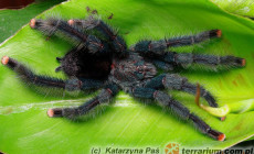 Avicularia geroldi – ptasznik