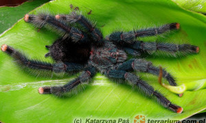 Avicularia geroldi