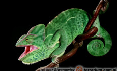 Chamaeleo calyptratus – kameleon jemeński