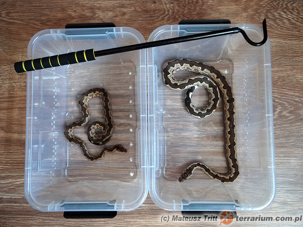 Candoia paulsoni paulsoni – dwa dorosłe samce