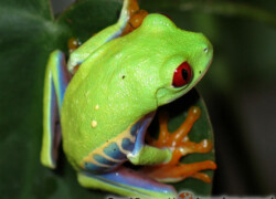 Dlaczego żaby są zielone?