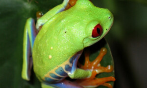 Dlaczego żaby są zielone?