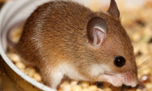 Mus minutoides – mysz pigmejska