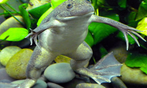 Skóra żaby szponiastej Xenopus laevis potrafi wydzielać antybiotyki