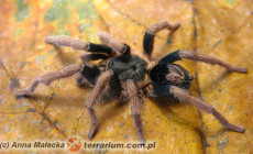 Cyriocosmus bertae – ptasznik