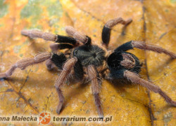Cyriocosmus bertae – ptasznik