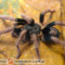 Cyriocosmus bertae – ptasznik