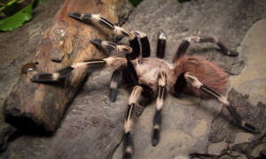 Nhandu chromatus Schmidt, 2004 powraca – Czekaliście?