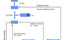 MBD – Metaboliczne choroby kości u gadów