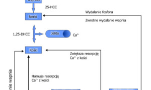 MBD – Metaboliczne choroby kości u gadów