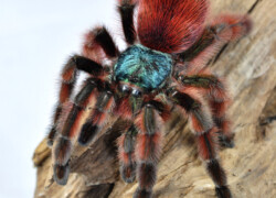 Caribena versicolor – ptasznik wielobarwny