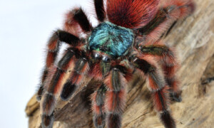 Caribena (Avicularia) versicolor – ptasznik wielobarwny