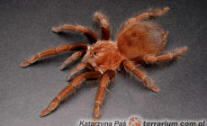 Acanthoscurria antillensis – ptasznik