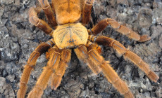 Cyriopagopus spp. – ptaszniki