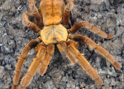 Cyriopagopus spp. – ptaszniki