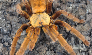 Haplopelma spp.