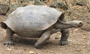 Sukces w ochronie żółwi słoniowych (Chelonoidis nigra)