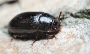 Alphitobius diaperinus – pleśniakowiec lśniący